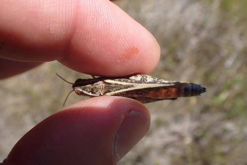 Calliptamus sp.